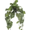 Anthurium hanging