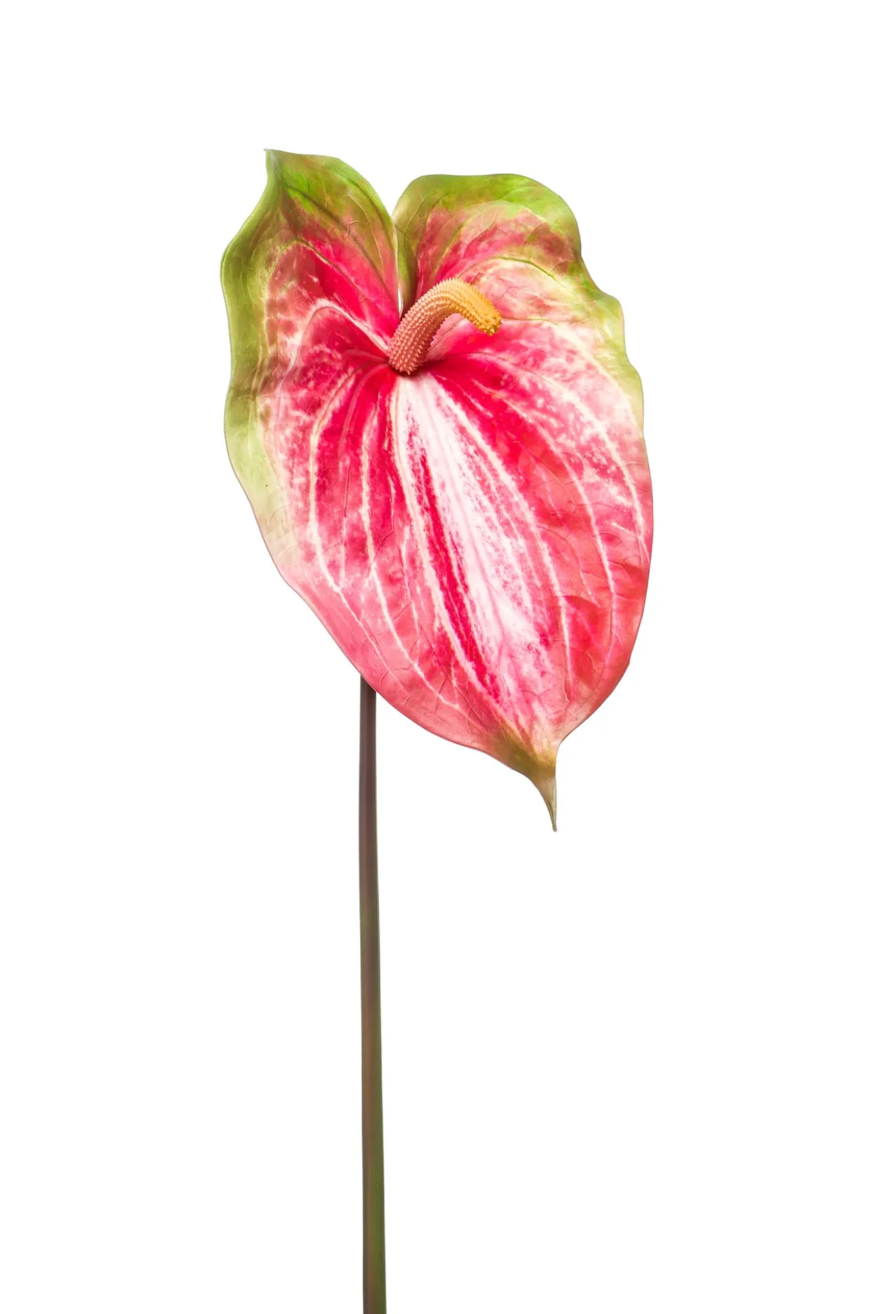 Anthurium spray