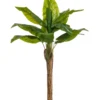 Banana tree 21 bladeren