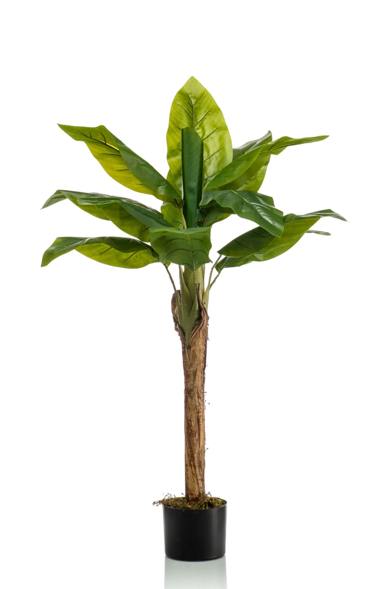 Banana tree 21 bladeren