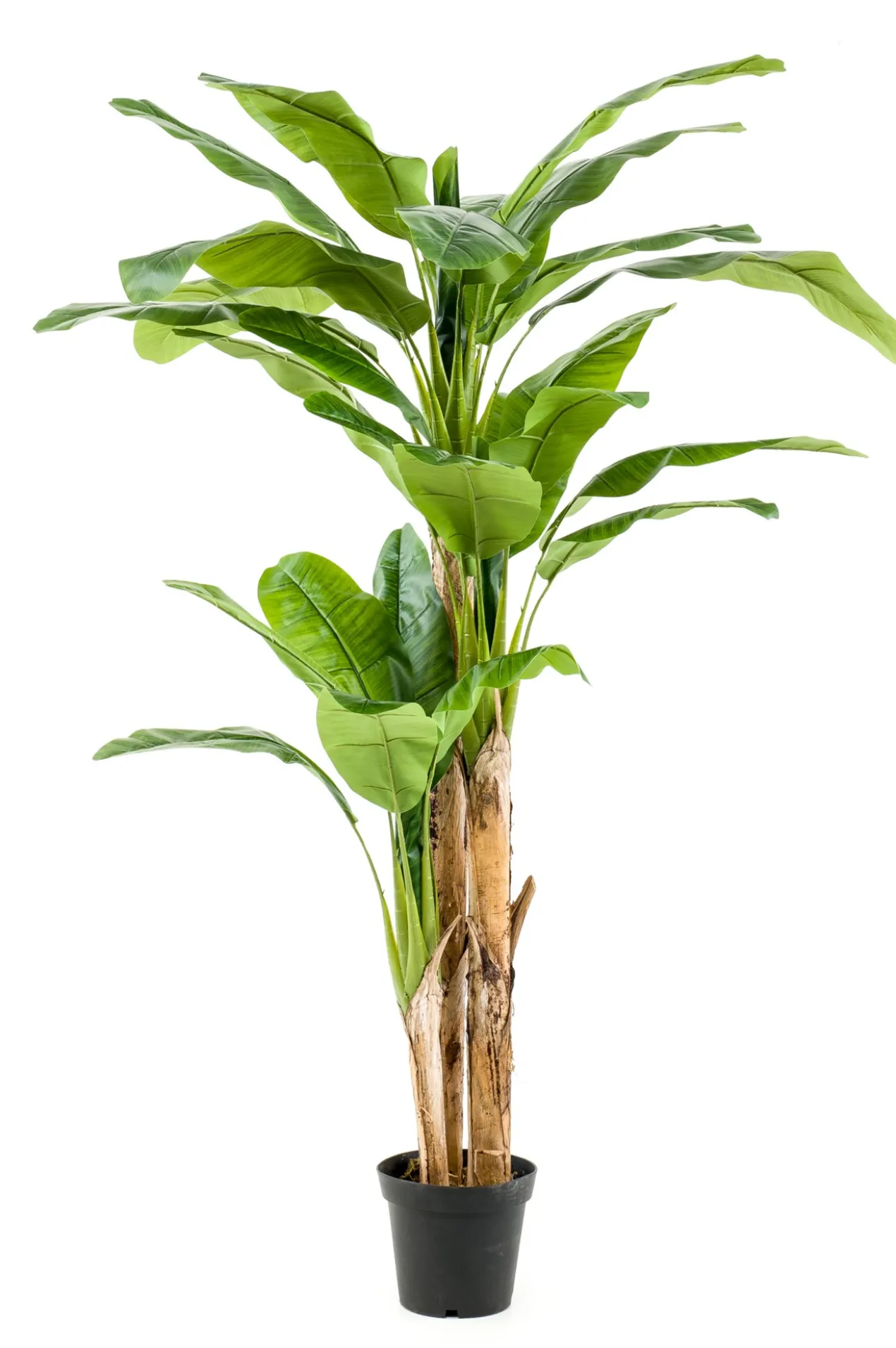 Banana tree 210 cm