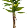 Banana tree 140 cm