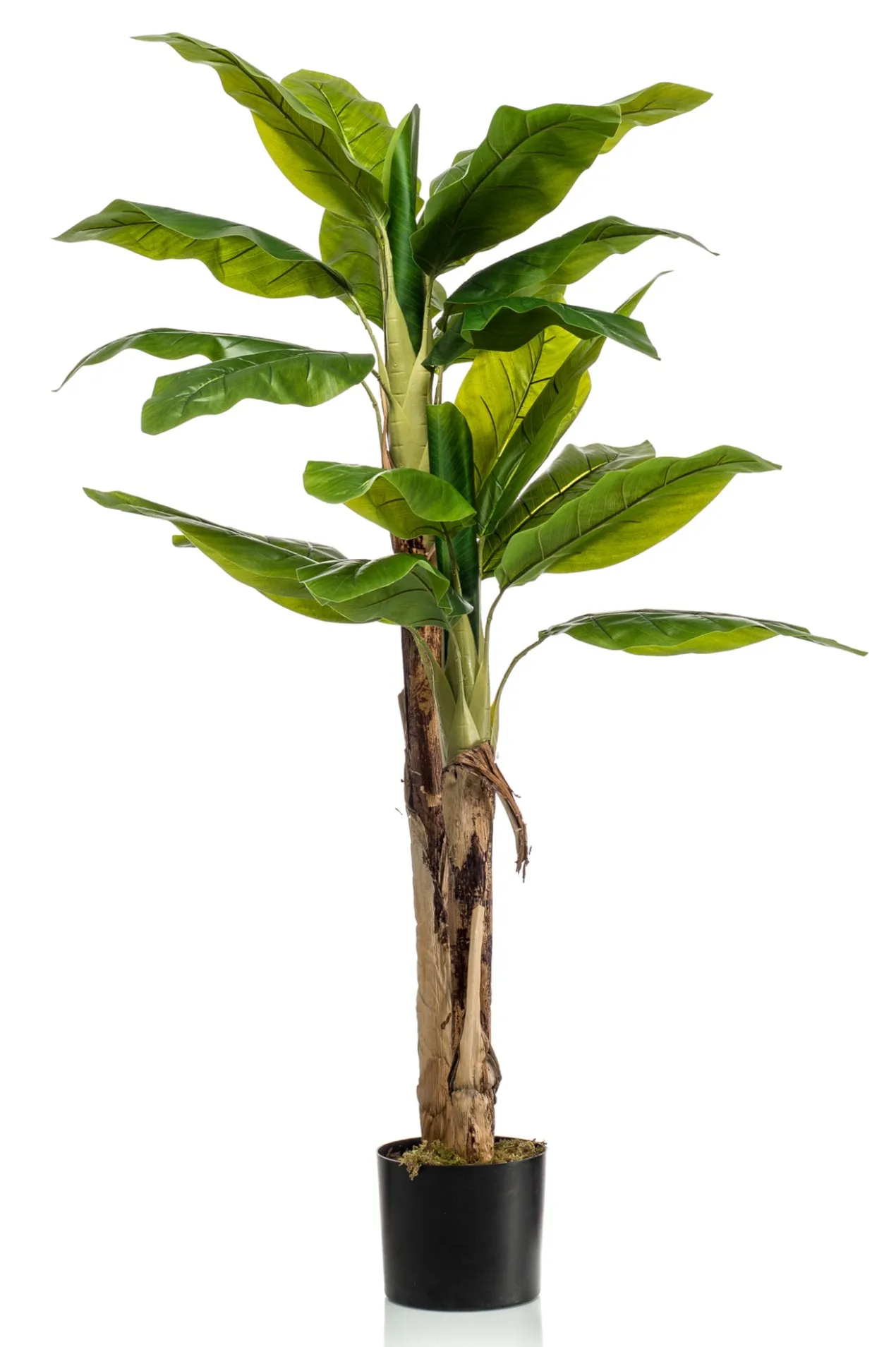 Banana tree 140 cm
