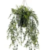 Boxwood hanging