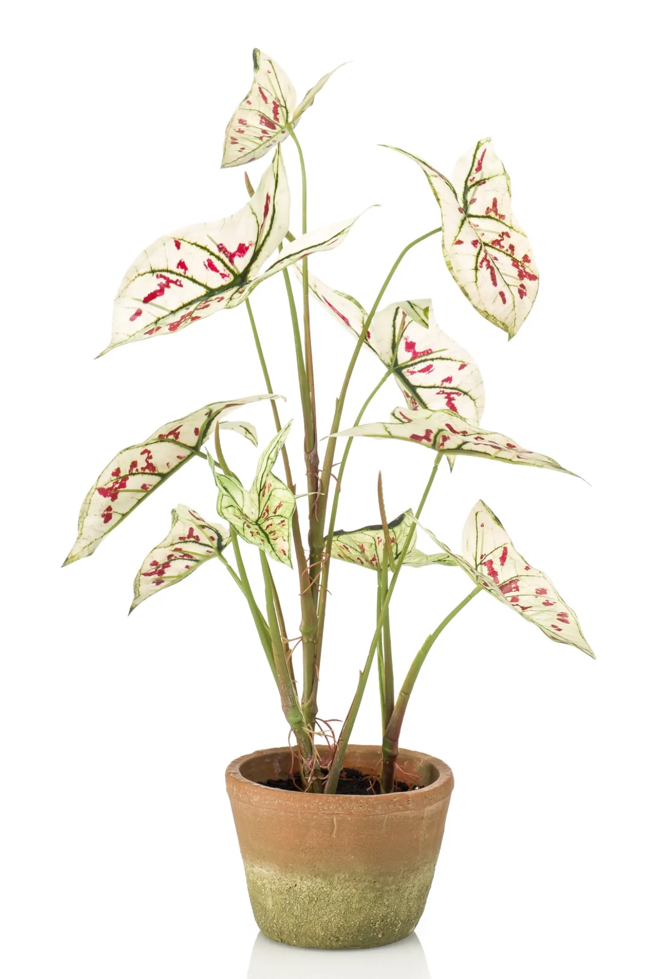 Caladium