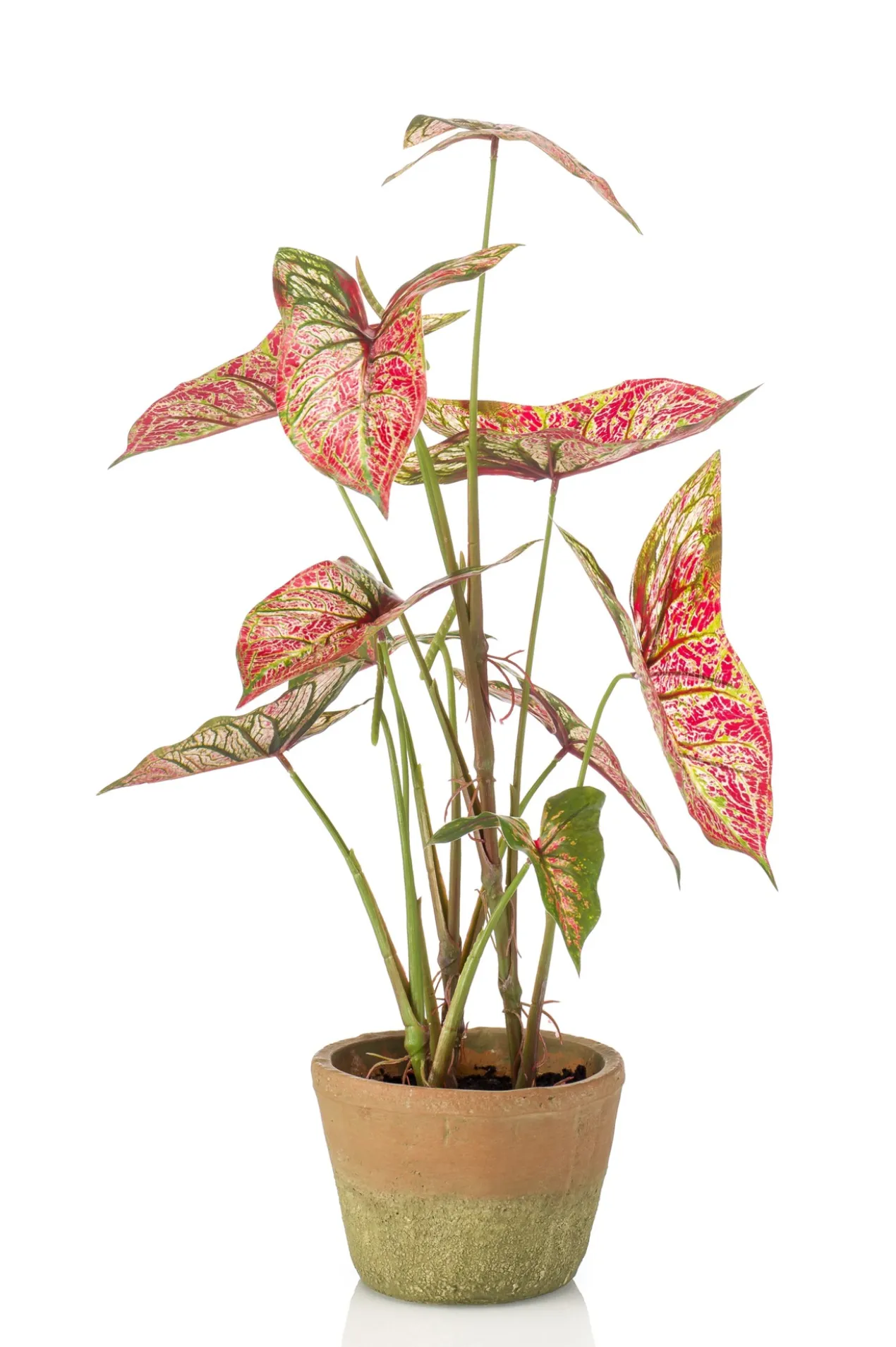 Caladium