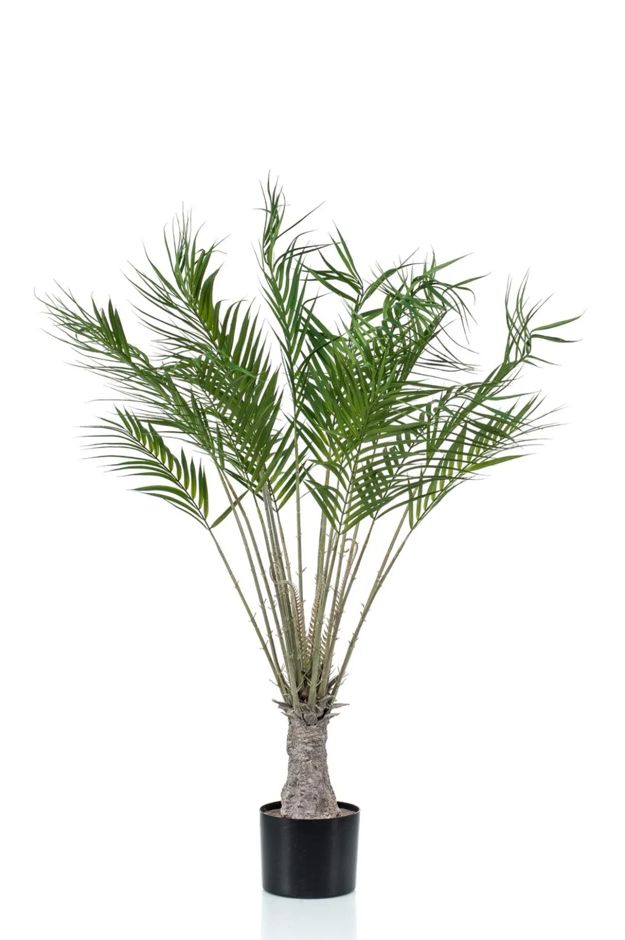 Chamaedorea on trunk