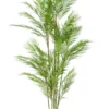 Chamaedorea palm