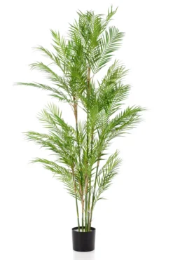 Chamaedorea palm