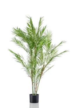Chamaedorea palm