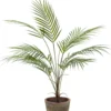 Chamaedorea plant