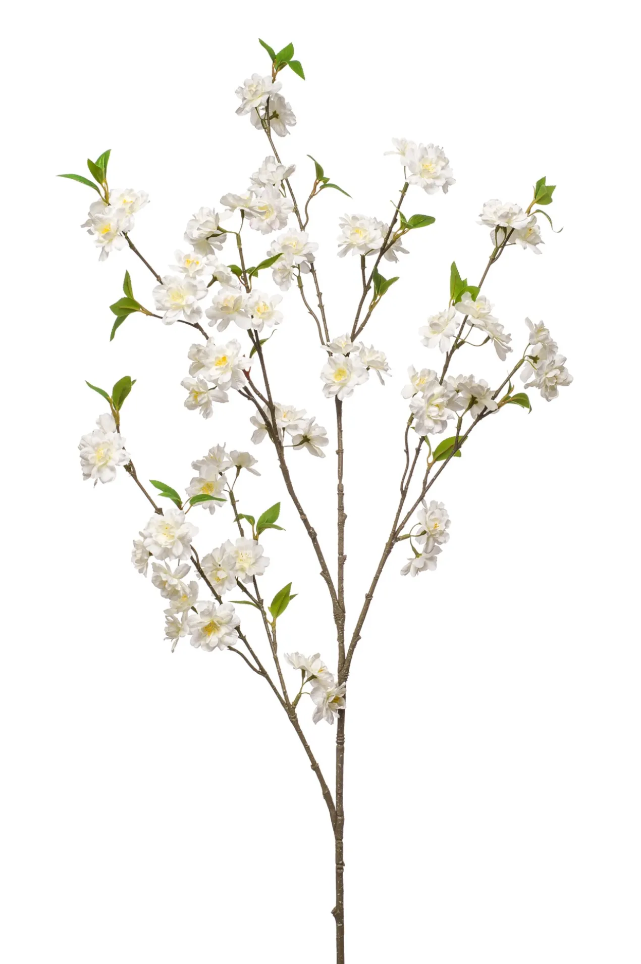Cherry blossom