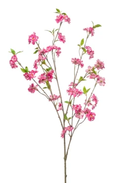 Cherry blossom