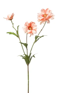 Cosmos spray