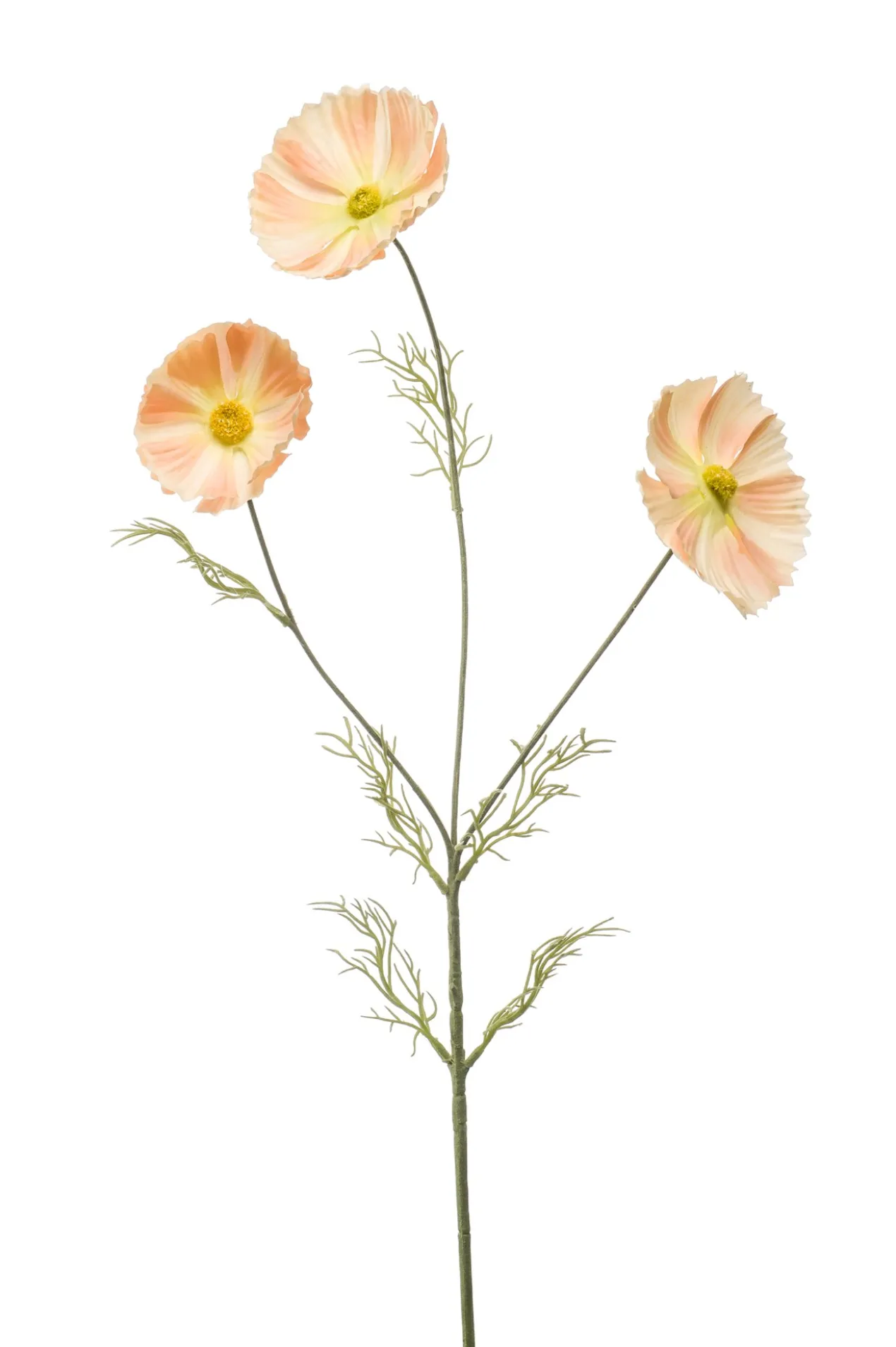 Cosmos spray