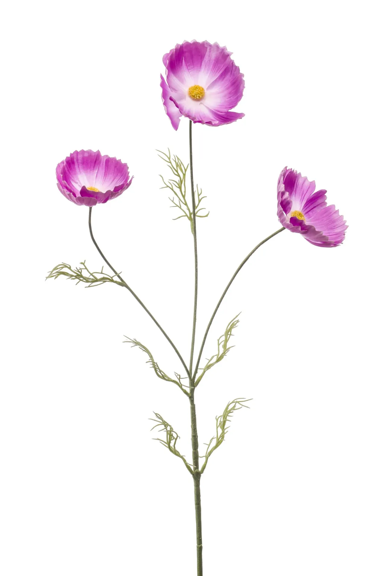 Cosmos spray