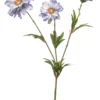 Cosmos spray blue
