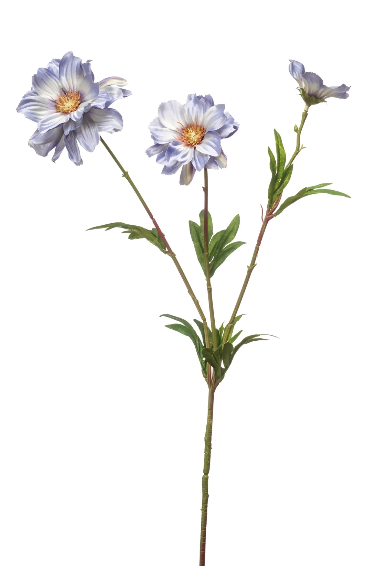 Cosmos spray blue