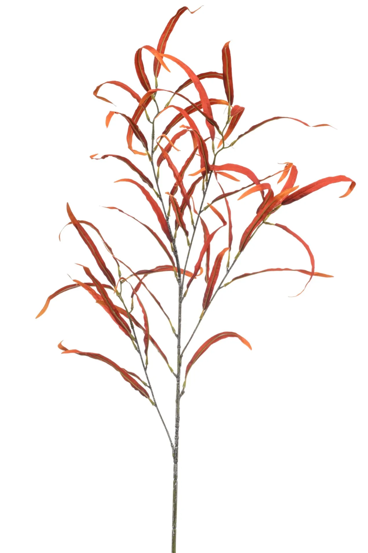 Eucalyptus spray orange