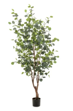 Eucalyptus tree