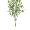 Eucalyptus tree globulus