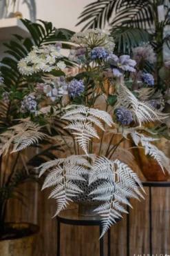 Fern garden creme