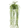 Ficus hanging bush