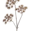 Heracleum brown