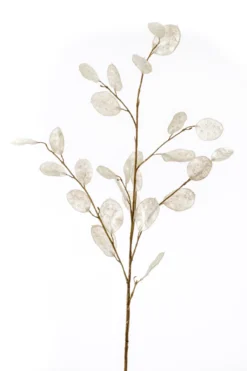 Lunaria spray cream