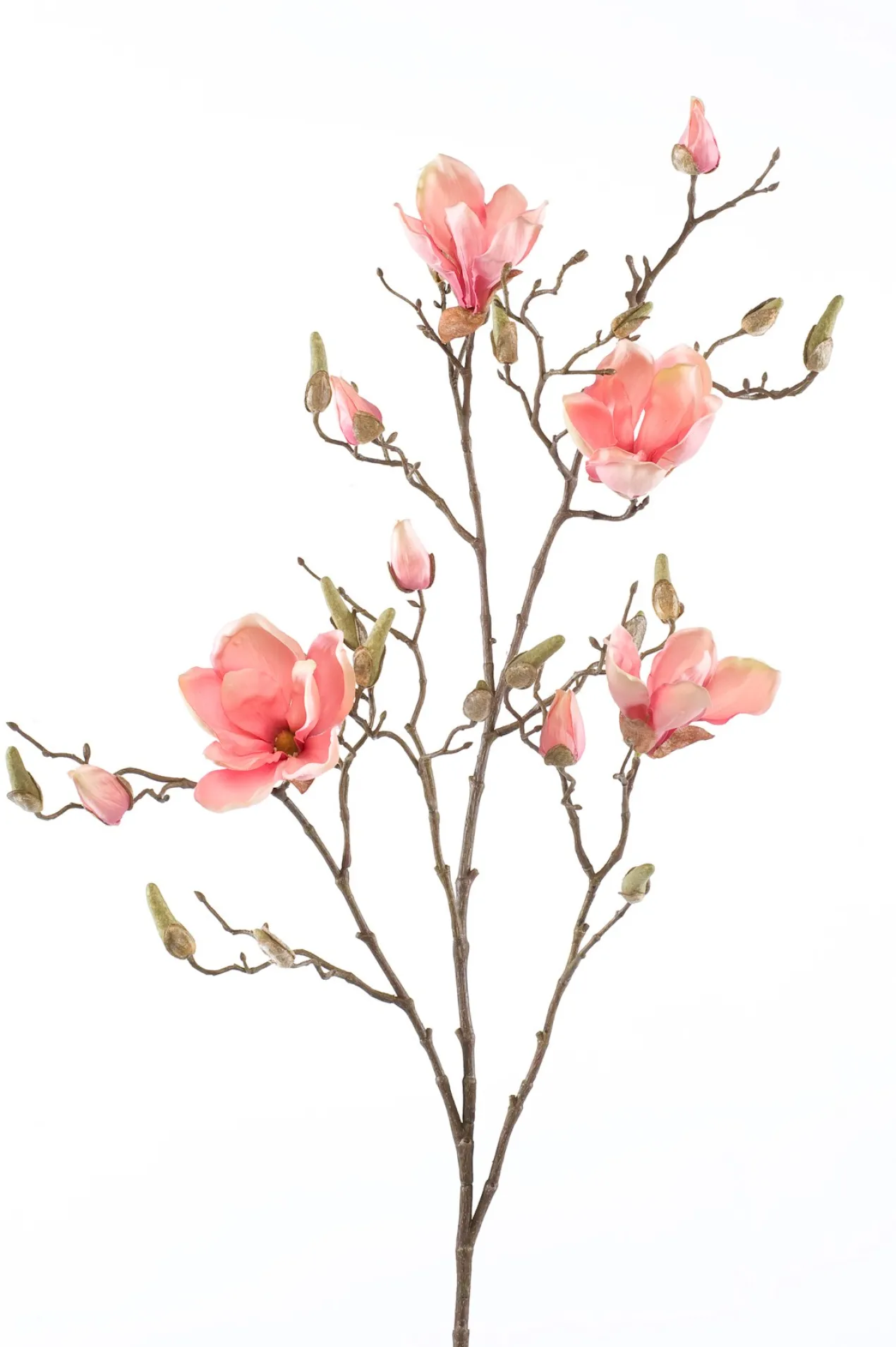 Magnolia branch