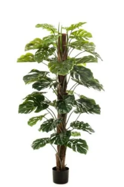 Monstera on pole