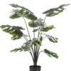 Monstera plant