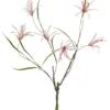 Nerine curly pink