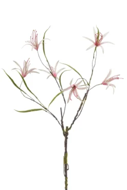 Nerine curly pink