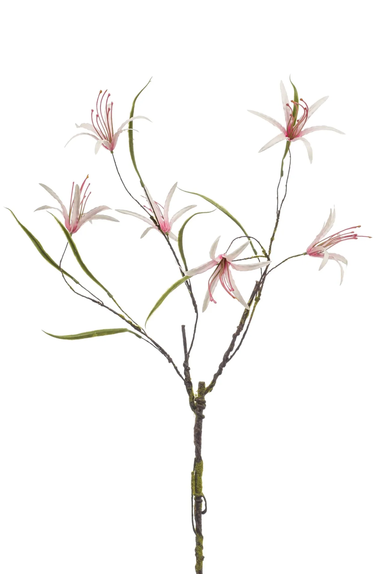 Nerine curly pink