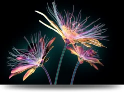Paarse bloemen op zwart – Acrylglas 90 x 60 cm