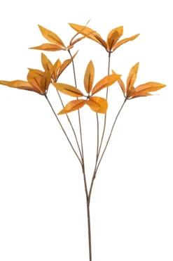 Pachira spray orange