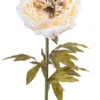 Peony giant creme