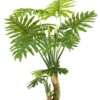 Philodendron