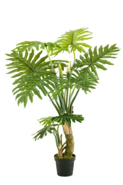 Philodendron