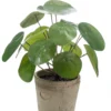 Pilea bush