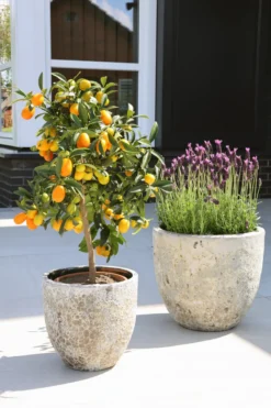 Plantenpot Laki relic beige Ø36/35 x H34/25 cm - set 2 stuks