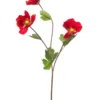 Poppy spray red