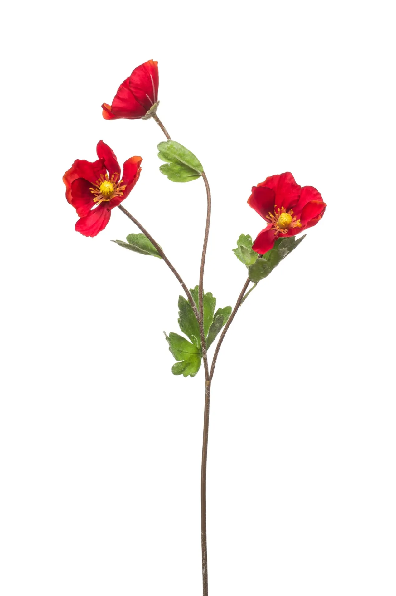Poppy spray red