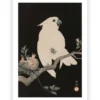 Poster Ohara Koson - Cockatoo Pomegranate 50x70 cm