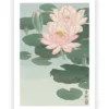 Poster Ohara Koson - Water Lily 50x70 cm
