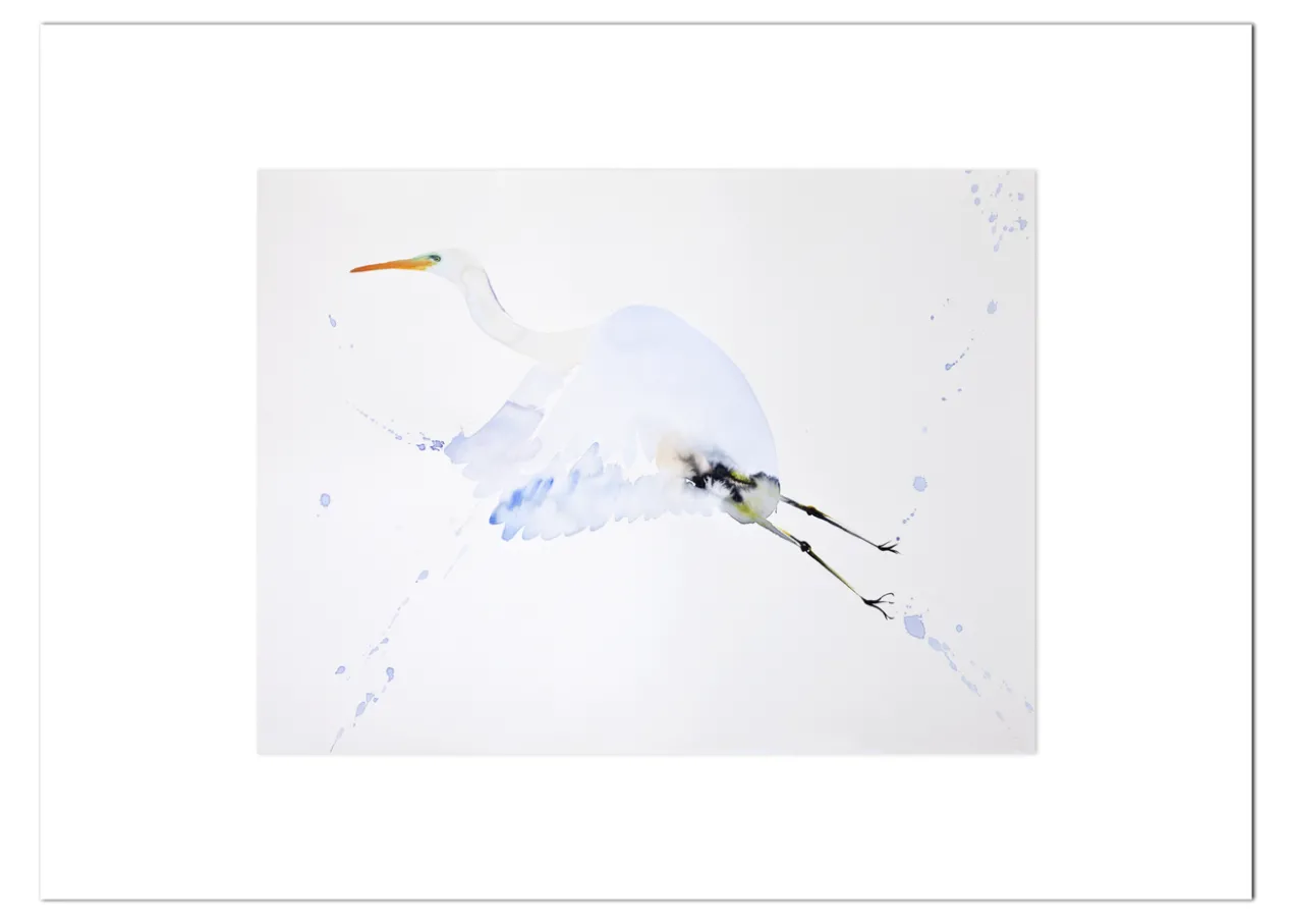 Poster Reiger in Vlucht 30 x 40 cm