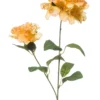 Rhododendron