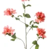 Rhododendron