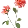 Rhododendron